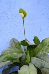 Spathiphyllum cochlearispathum
