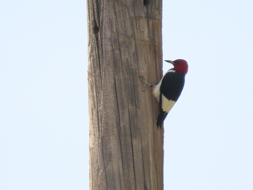 Red-headed Woodpecker