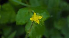 Ranunculus cantoniensis