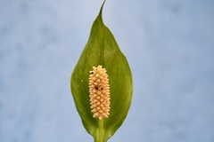 Spathiphyllum cochlearispathum