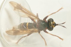 Conops vesicularis