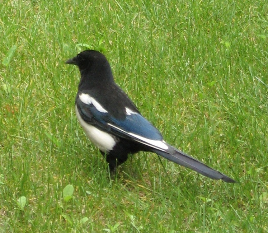 Oriental Magpie