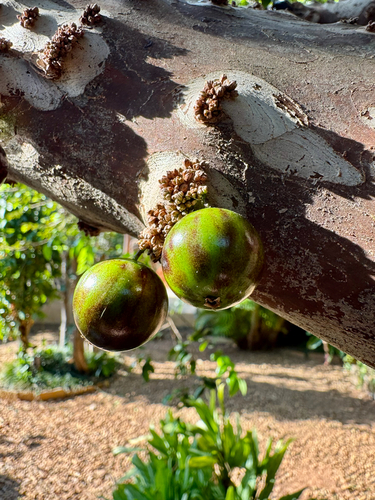 Jaboticaba