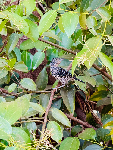 Barred Antshrike