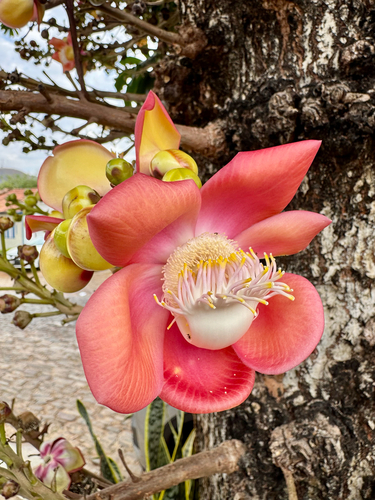 Cannonball Tree