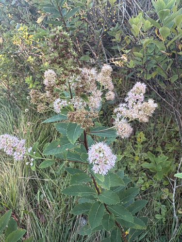 white meadowsweet