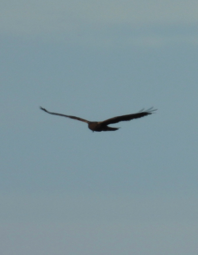 Western Marsh Harrier