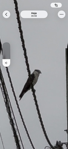 Yellow-headed Caracara