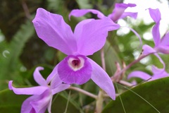 Guarianthe