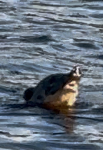 South American Coati