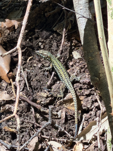 Common Wall Lizard