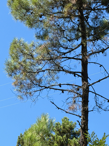 maritime pine