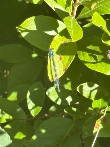Unknown Species