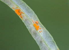 Coleosporium senecionis