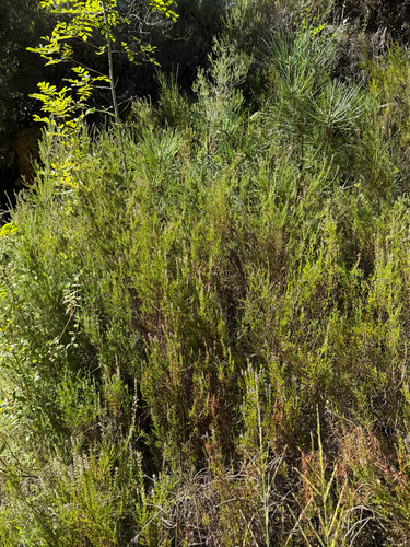 common heather