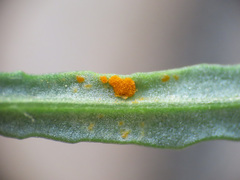 Coleosporium senecionis