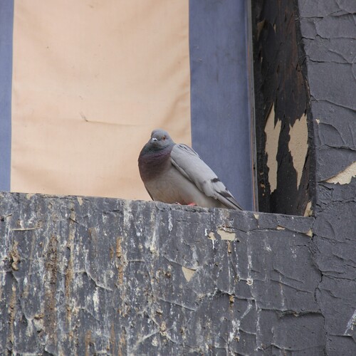 Hill Pigeon