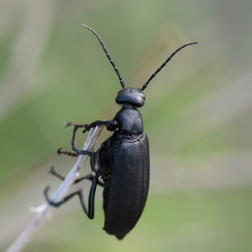 Epicauta corvina