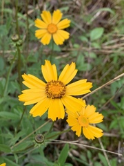 Coreopsis pubescens