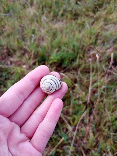 Vineyard Snail