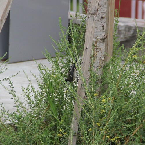 Asian Tit