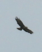 Common Buzzard