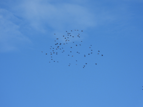 European Starling