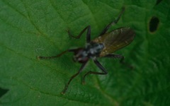 Cordilura