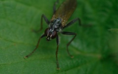 Cordilura