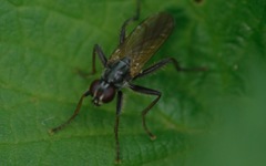 Cordilura