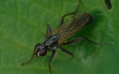 Cordilura