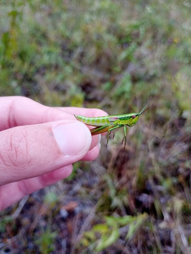 Small Gold Grasshopper