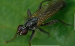 Cordilura