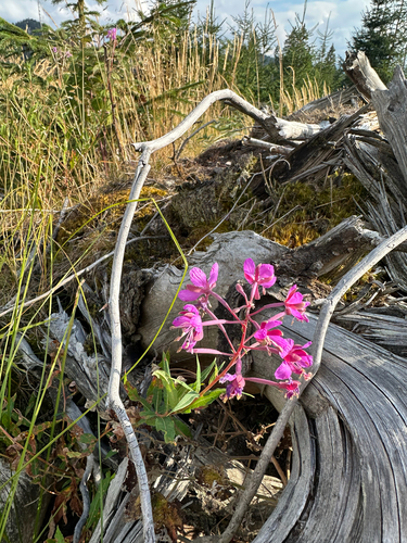 fireweed