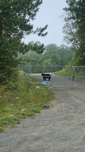 Black Bear sighting near Temagami