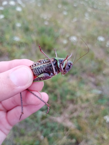 Wart-biter