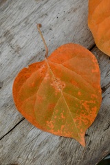 Croton guatemalensis