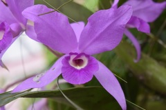 Guarianthe