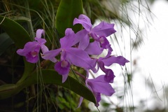 Guarianthe