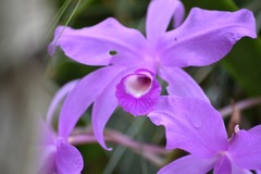 Guarianthe