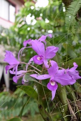 Guarianthe
