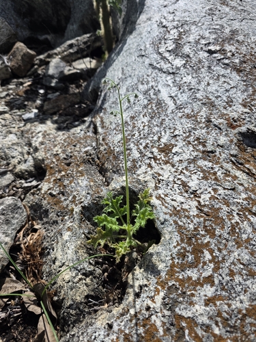 Aosa rupestris (Aosa rupestris)