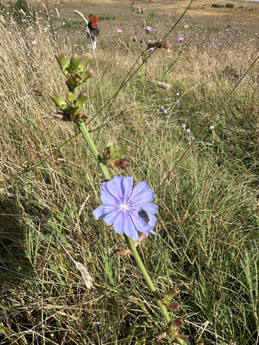 chicory