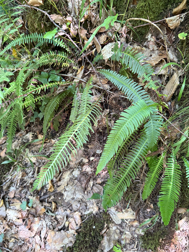 deer fern