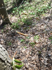Acer pensylvanicum