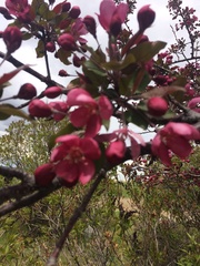 Malus floribunda