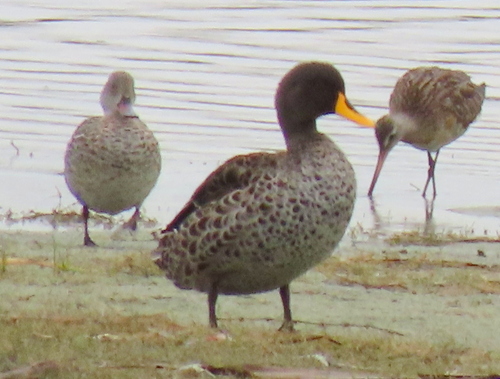 iNaturalist image