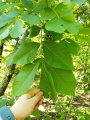 Phylloxera caryaefoliae
