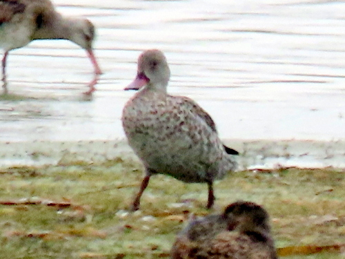 iNaturalist image