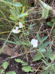 Lathyrus lanszwertii